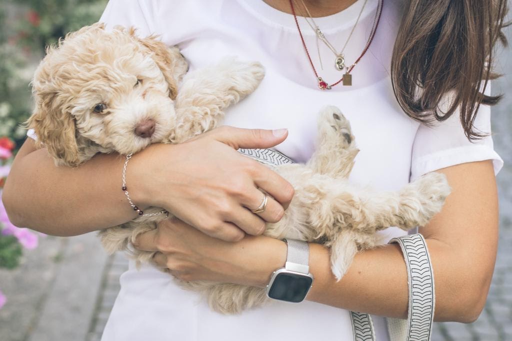 Animal Health And Wellness Center