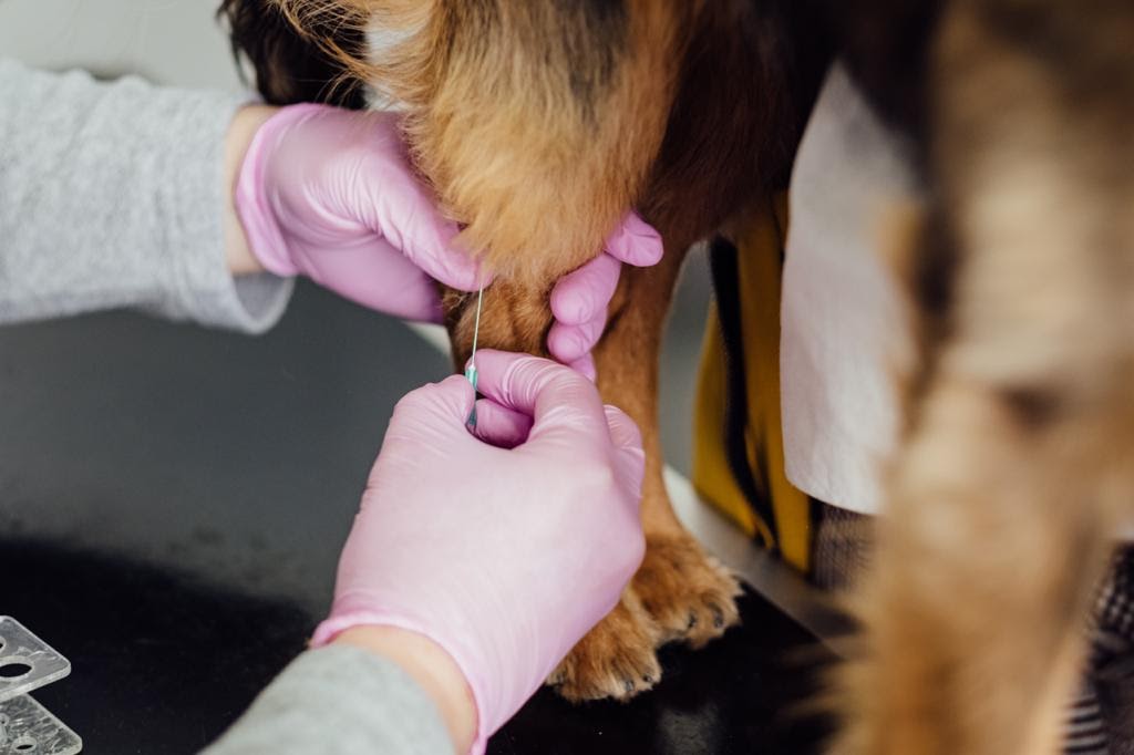 Animal Health And Wellness Center