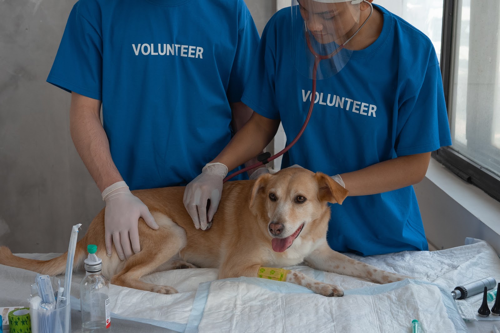 Animal Health Clinic