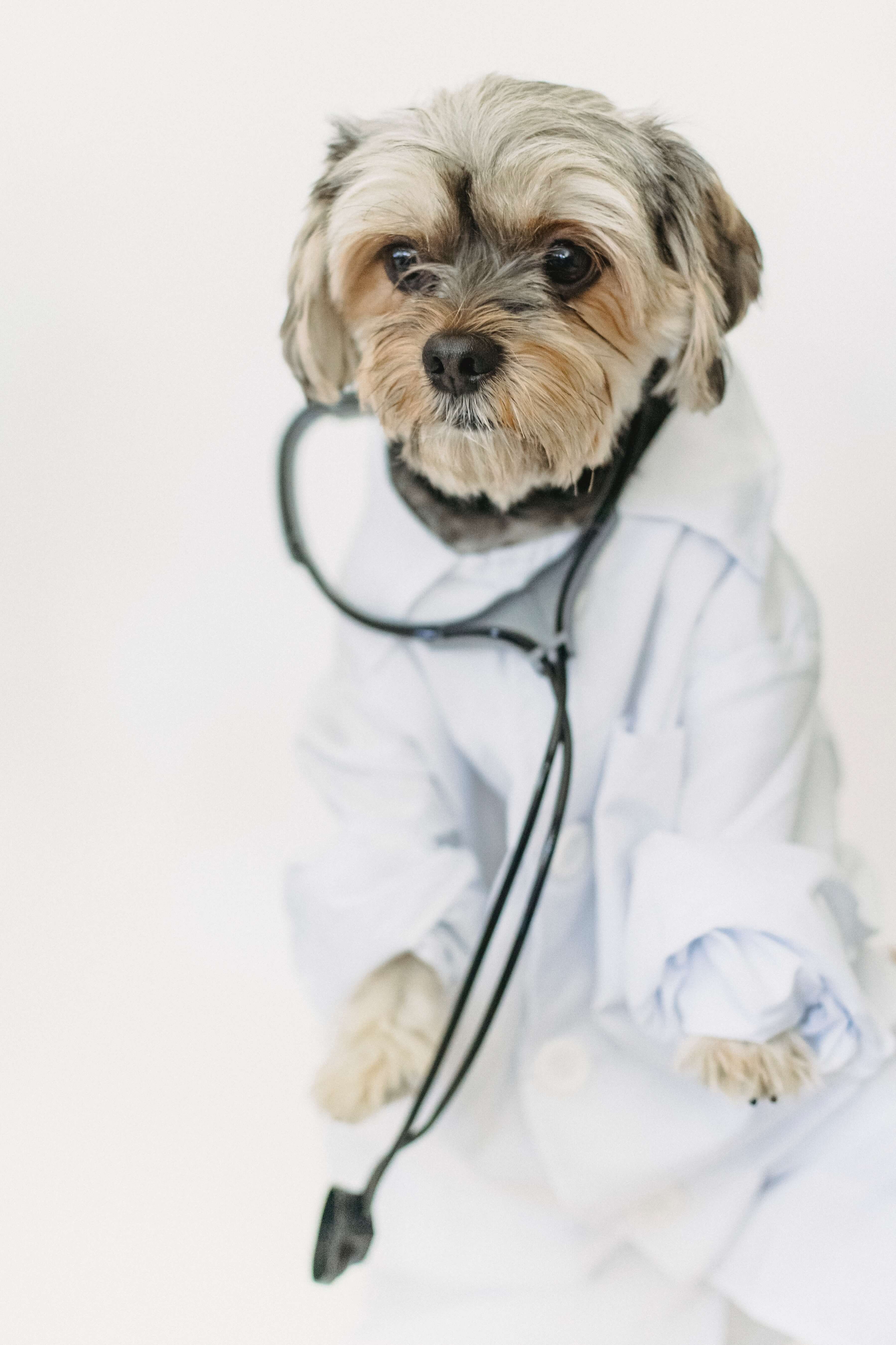 ASPCA pet insurance