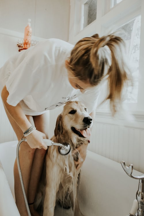 pet dental health month