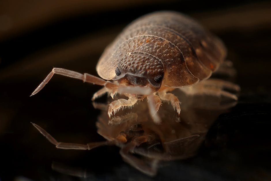 Get rid of bed bugs naturally