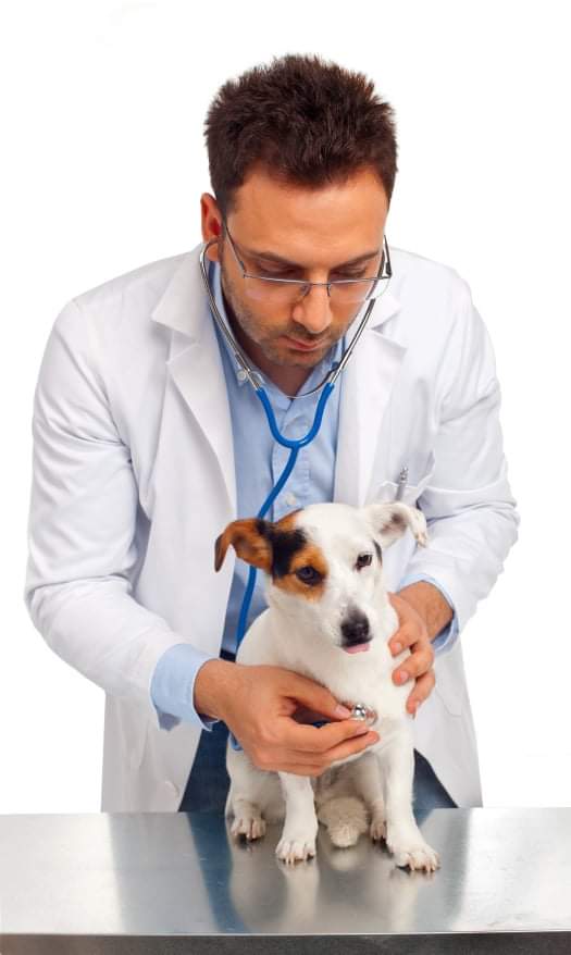 Animal health cervices