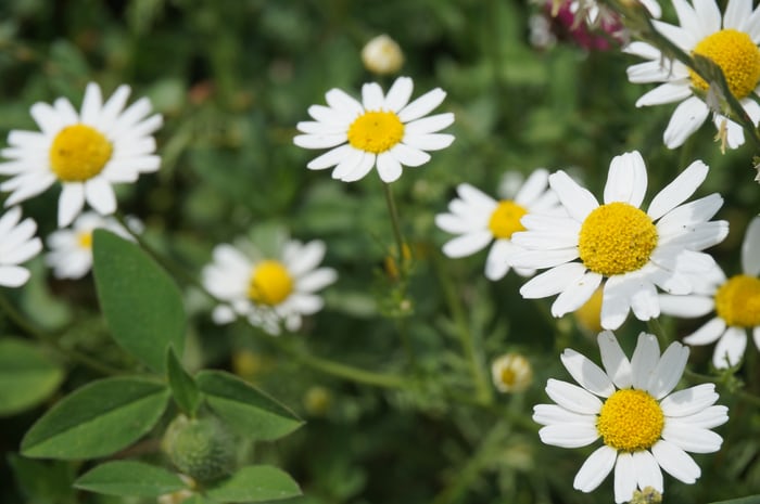 Herbs For Cold Sore