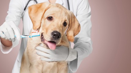 Pet Dental Health Month