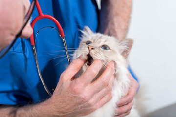 Pet Dental Health Month