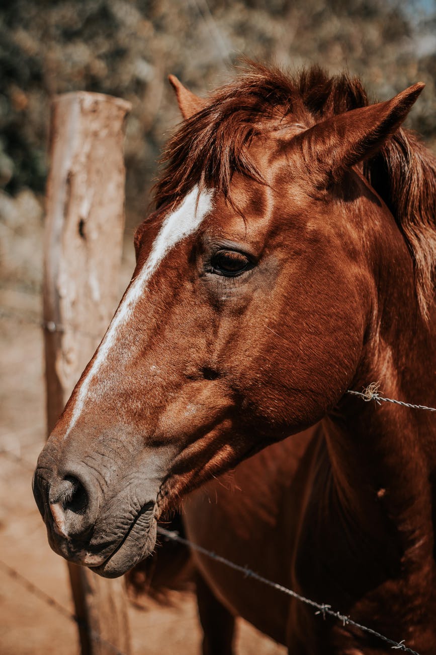 PBS Animal Health Organization