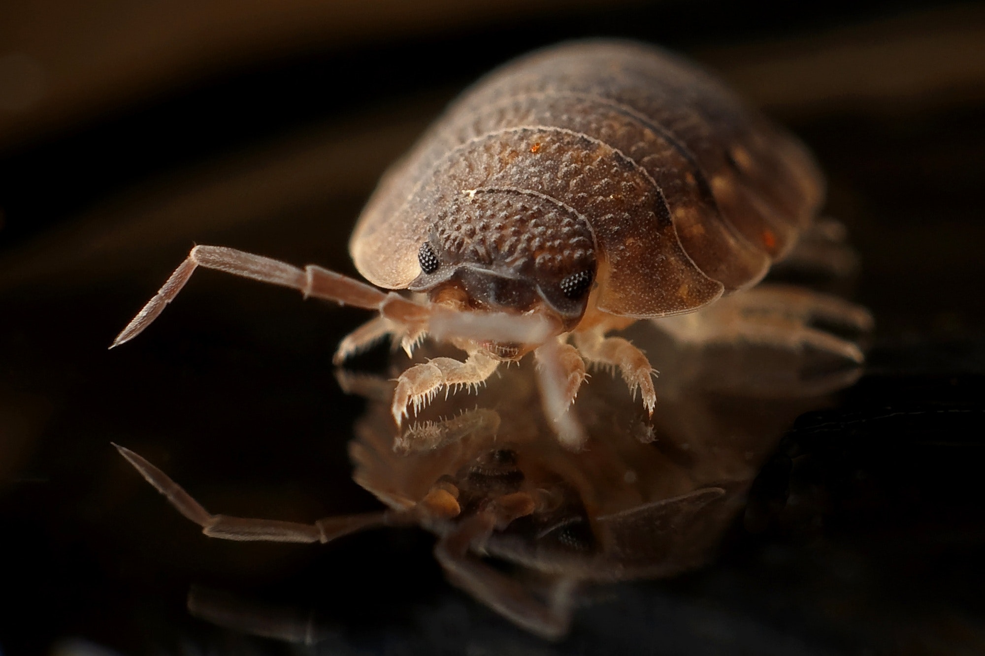 bed bugs vicks vapor rub