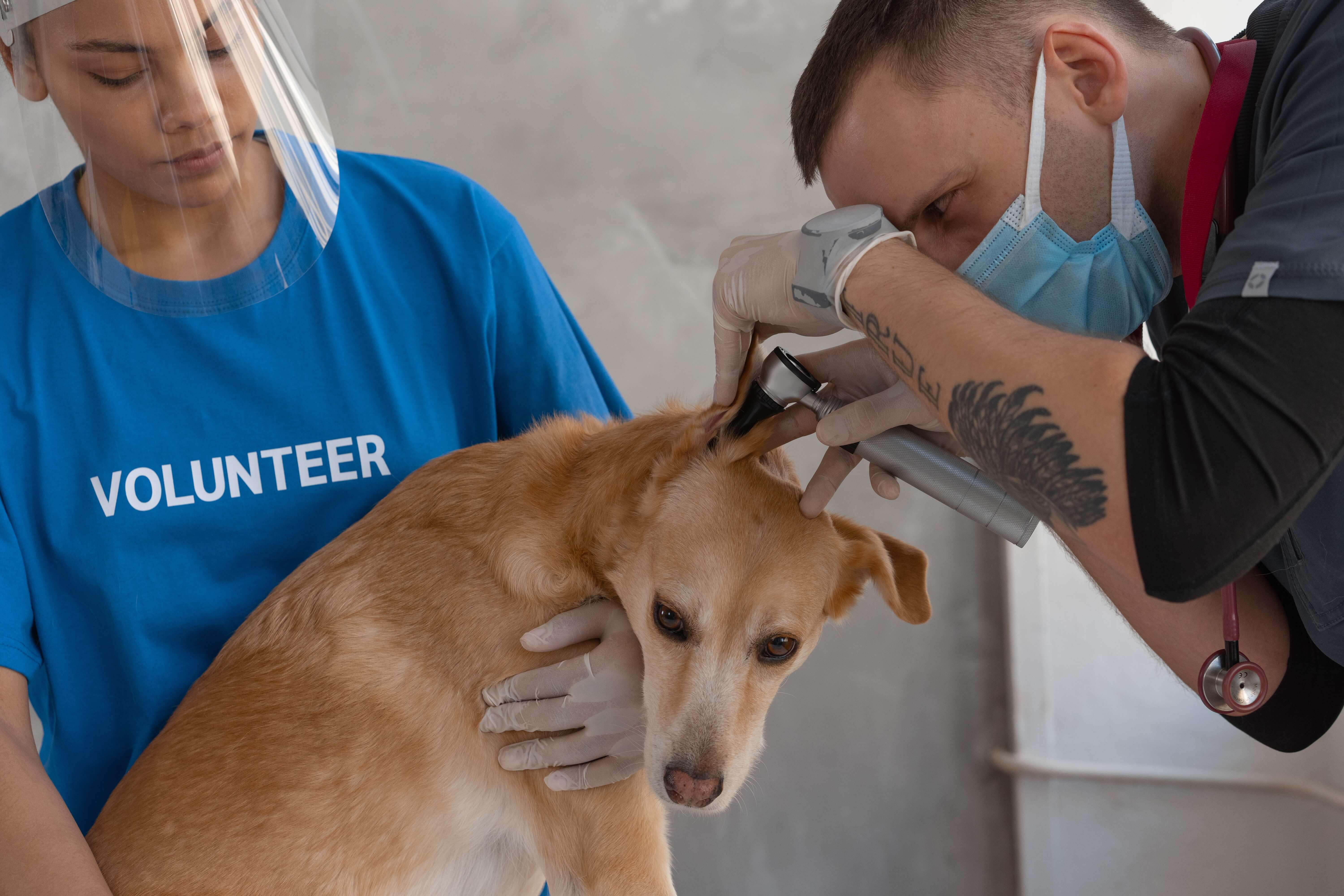 center for animal health