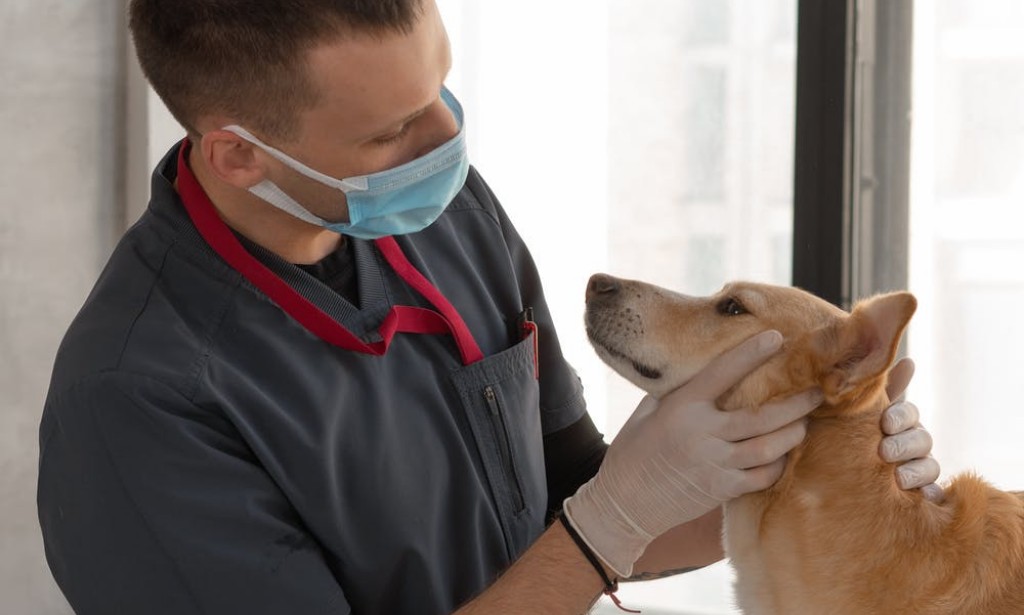 West Columbia Vet Clinic The Best Place For Your Animal