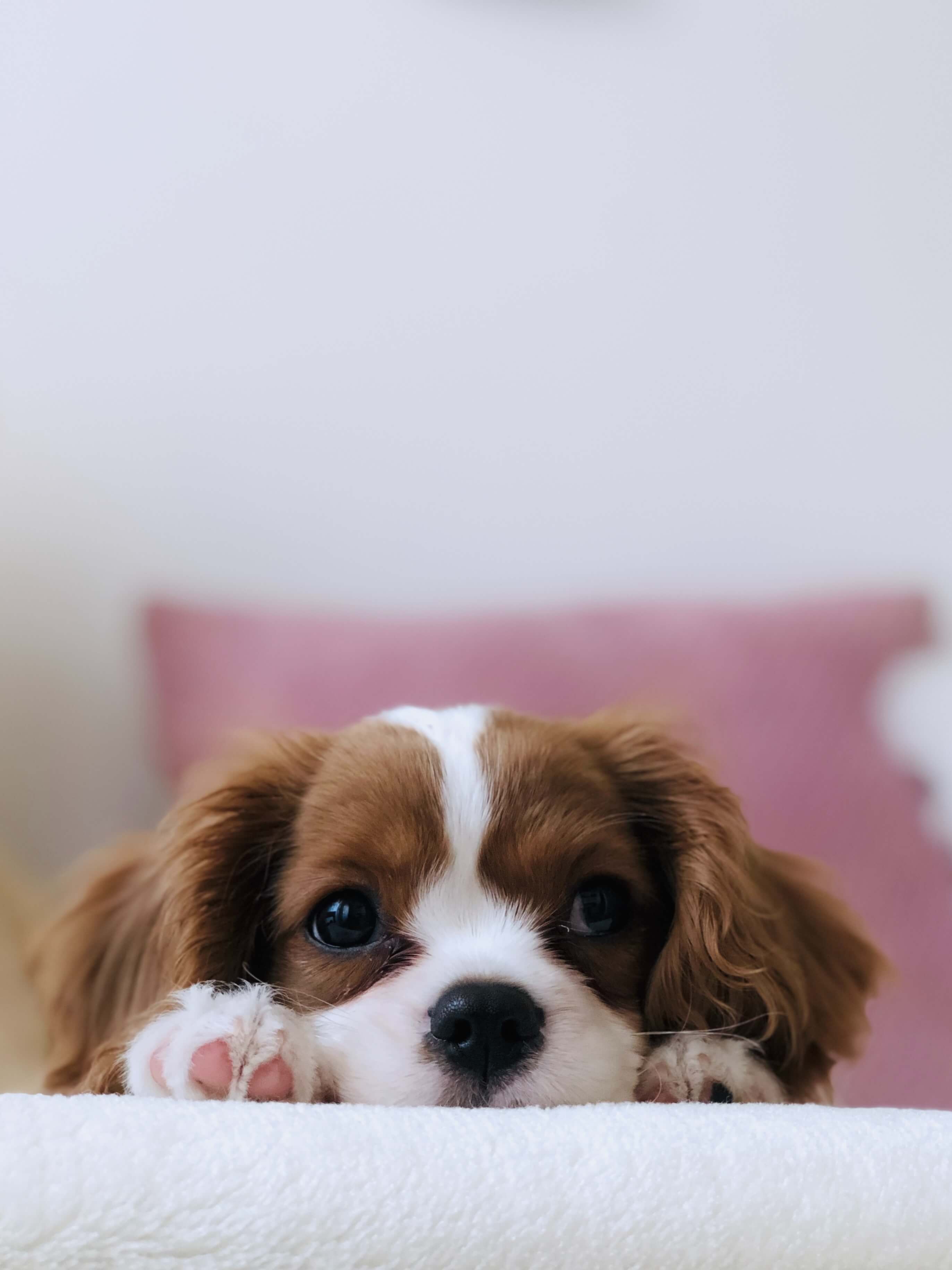 Embrace Pet Insurance Wellness Rewards | How To Get Them