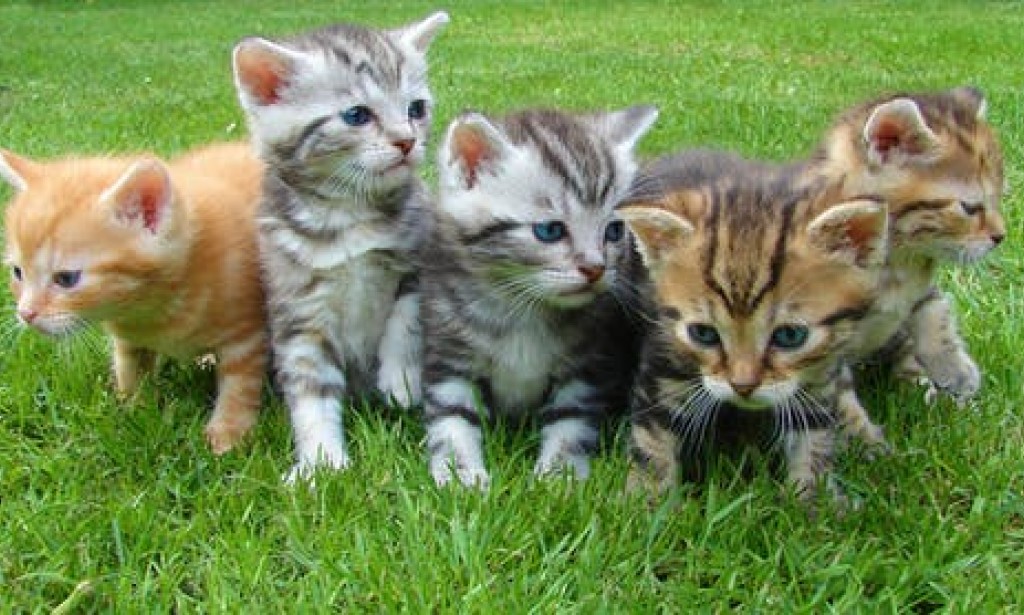 Embrace Pet Insurance Number The Best Care For Your Pet