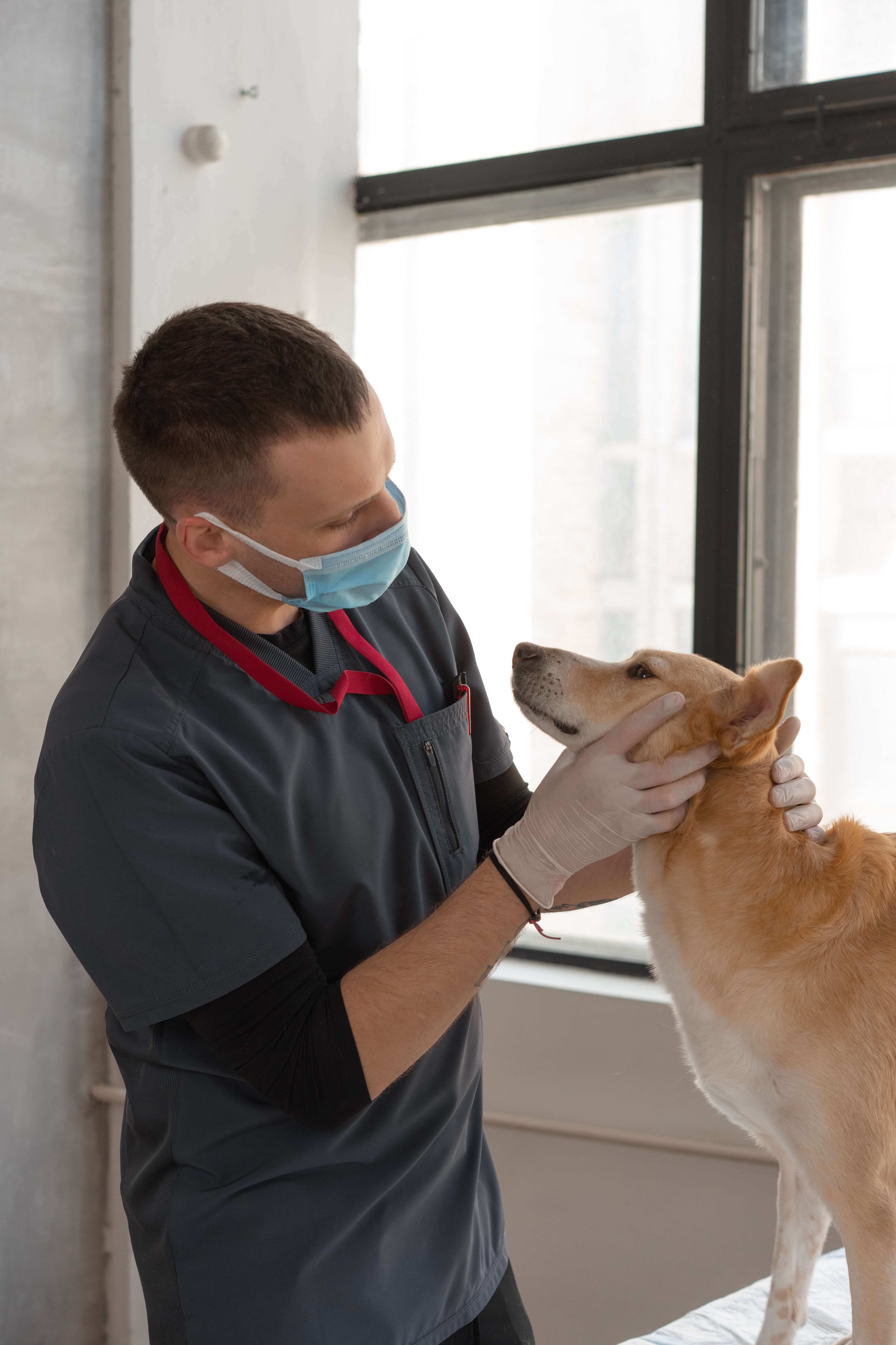 Affordable Pet Dental Care | Best Tips On Organizations And Procedures