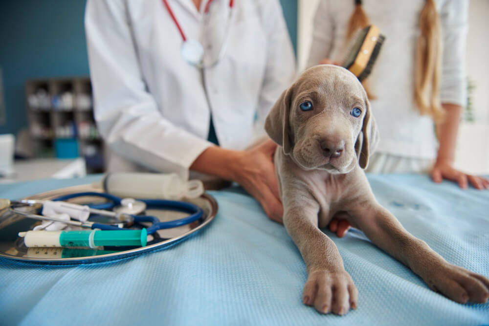 Canine Health clinics