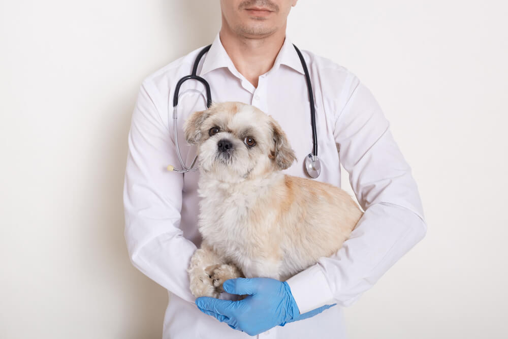 Canine Health clinics