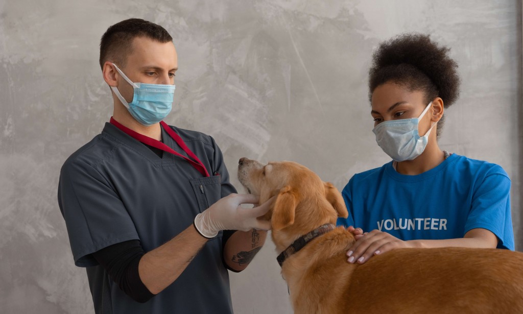 Affordable Pet Dental Care Best Tips On Organizations And Procedures