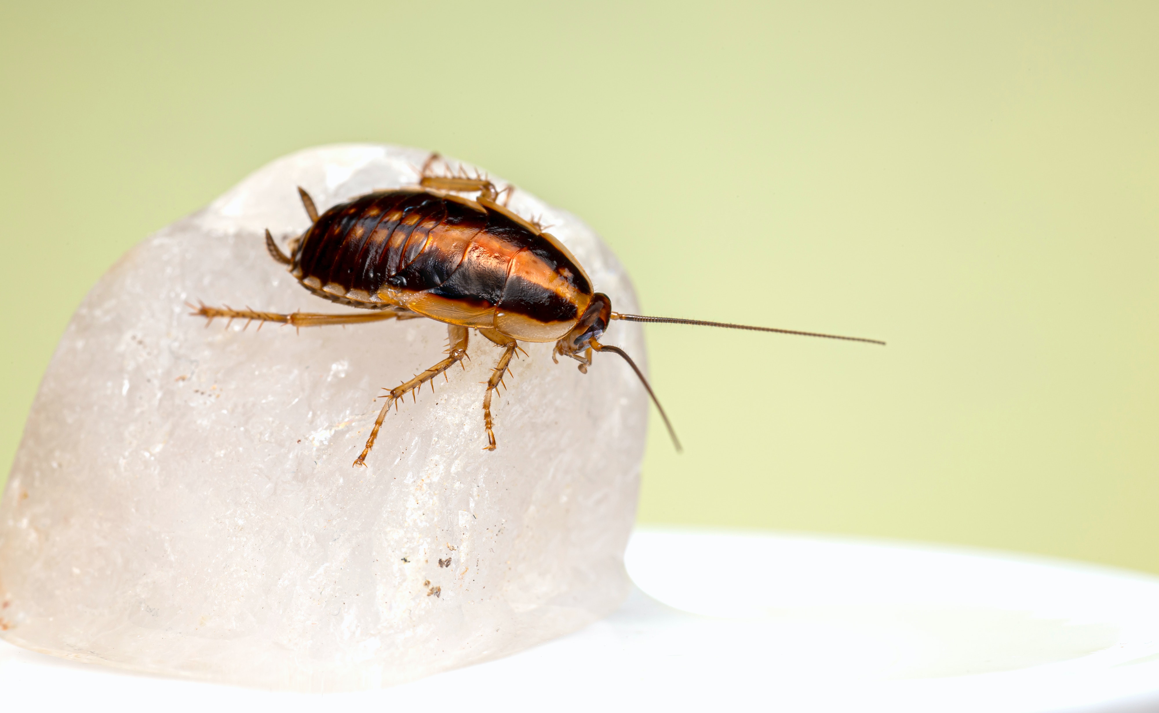 How to get rid of cockroaches home remedies