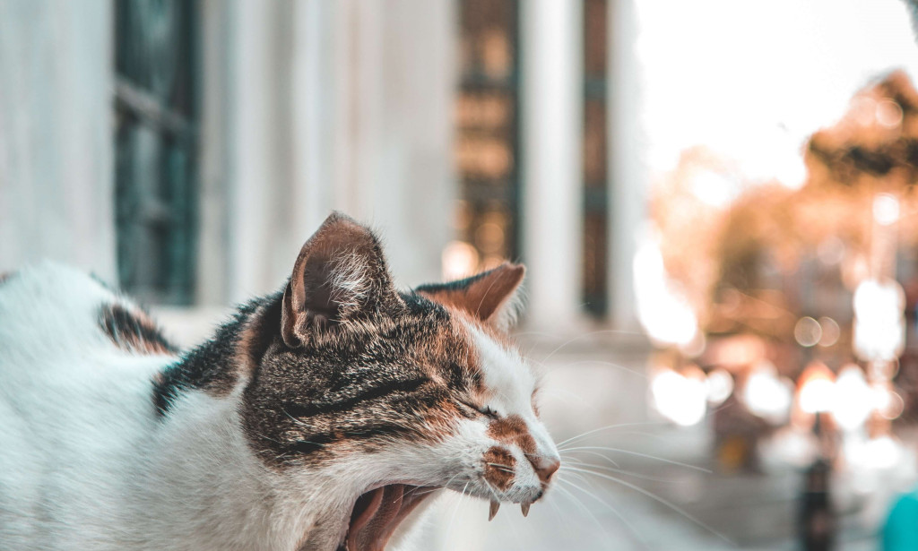 The Best 10 Home Remedies For Cat UTI Symptoms And causes