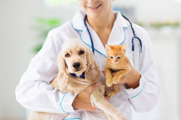 embrace pet insurance dental