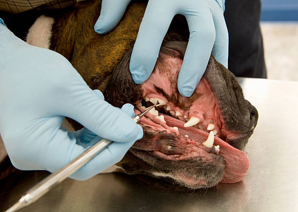 embrace pet insurance dental