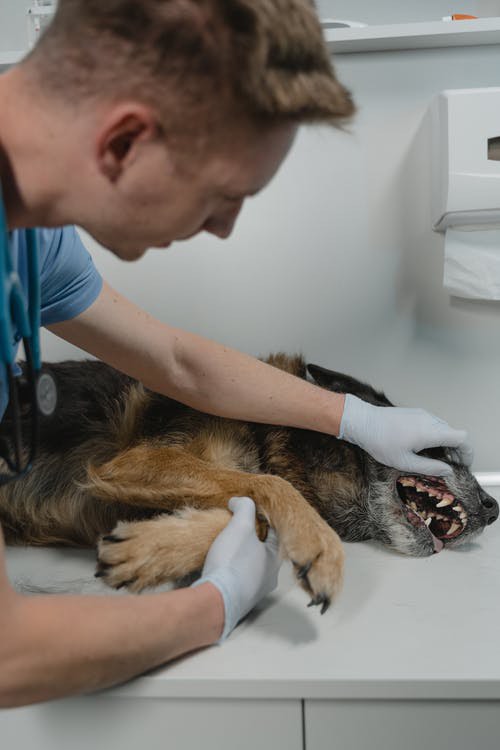 embrace pet insurance dental