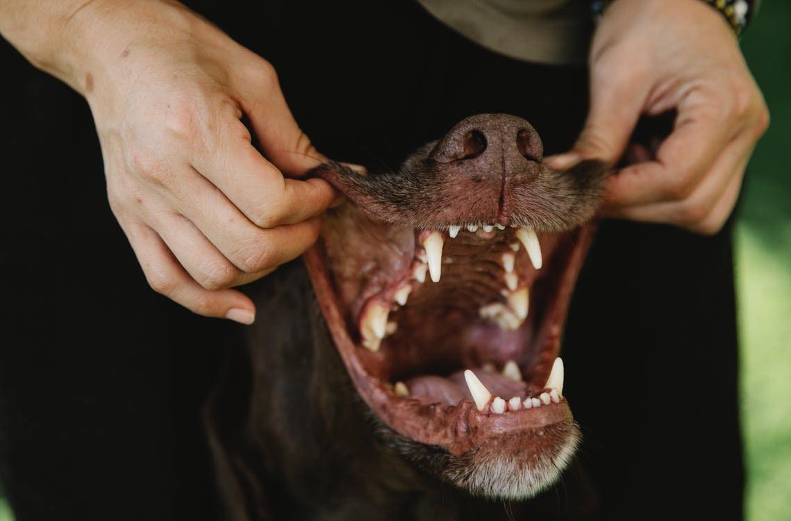 embrace pet insurance dental