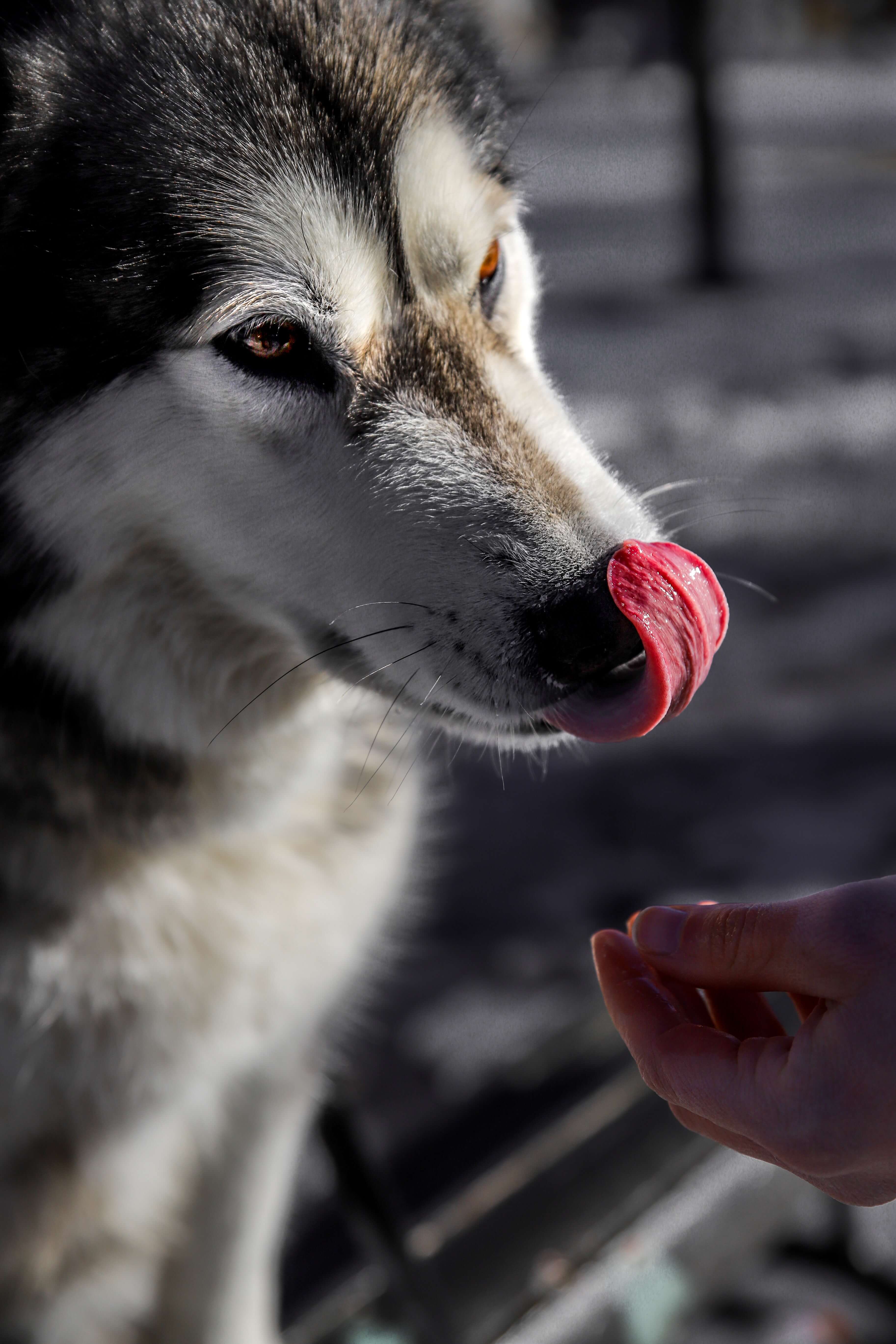 Progressive Dog Bite Insurance