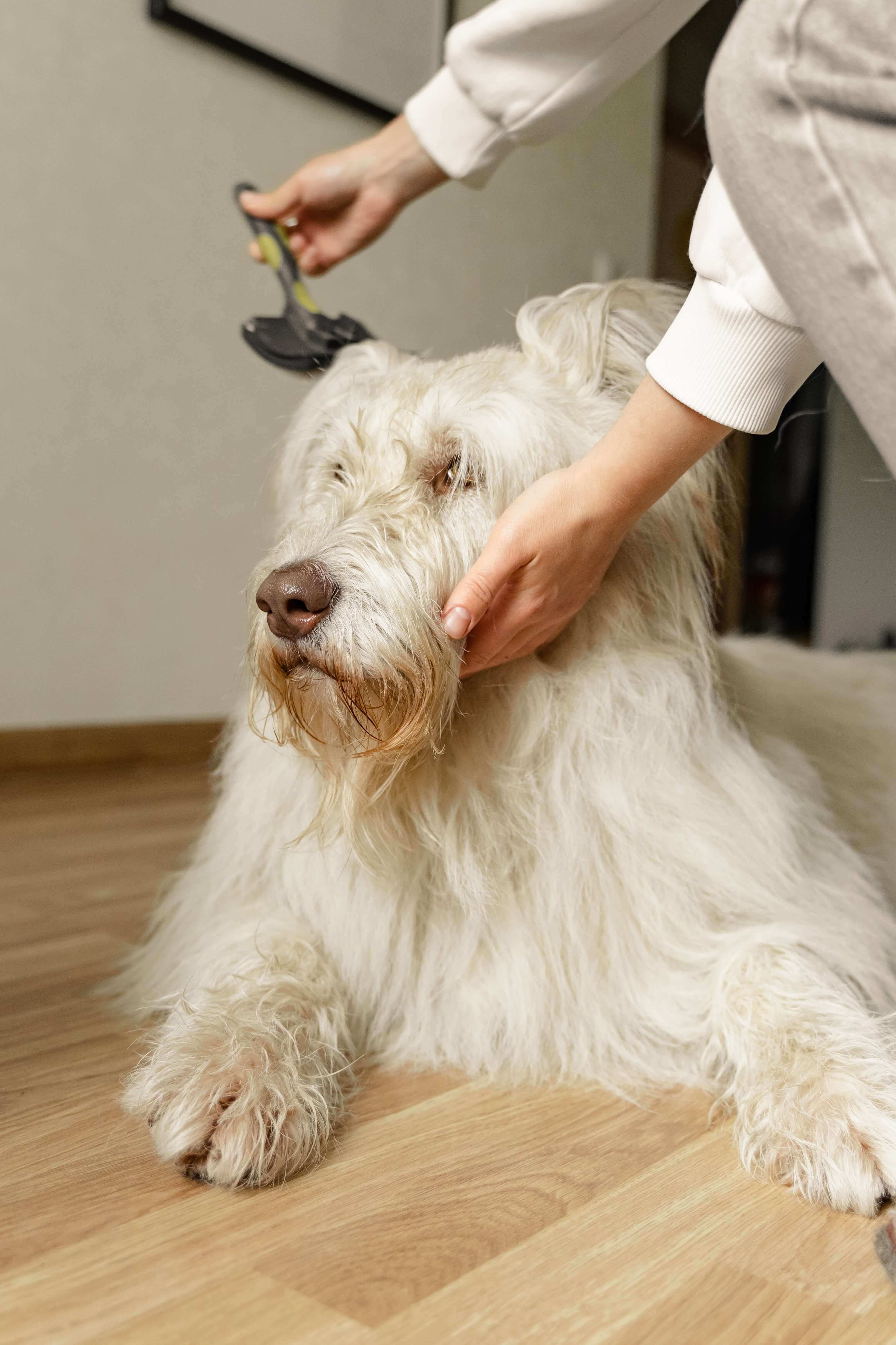 Embrace pet health insurance