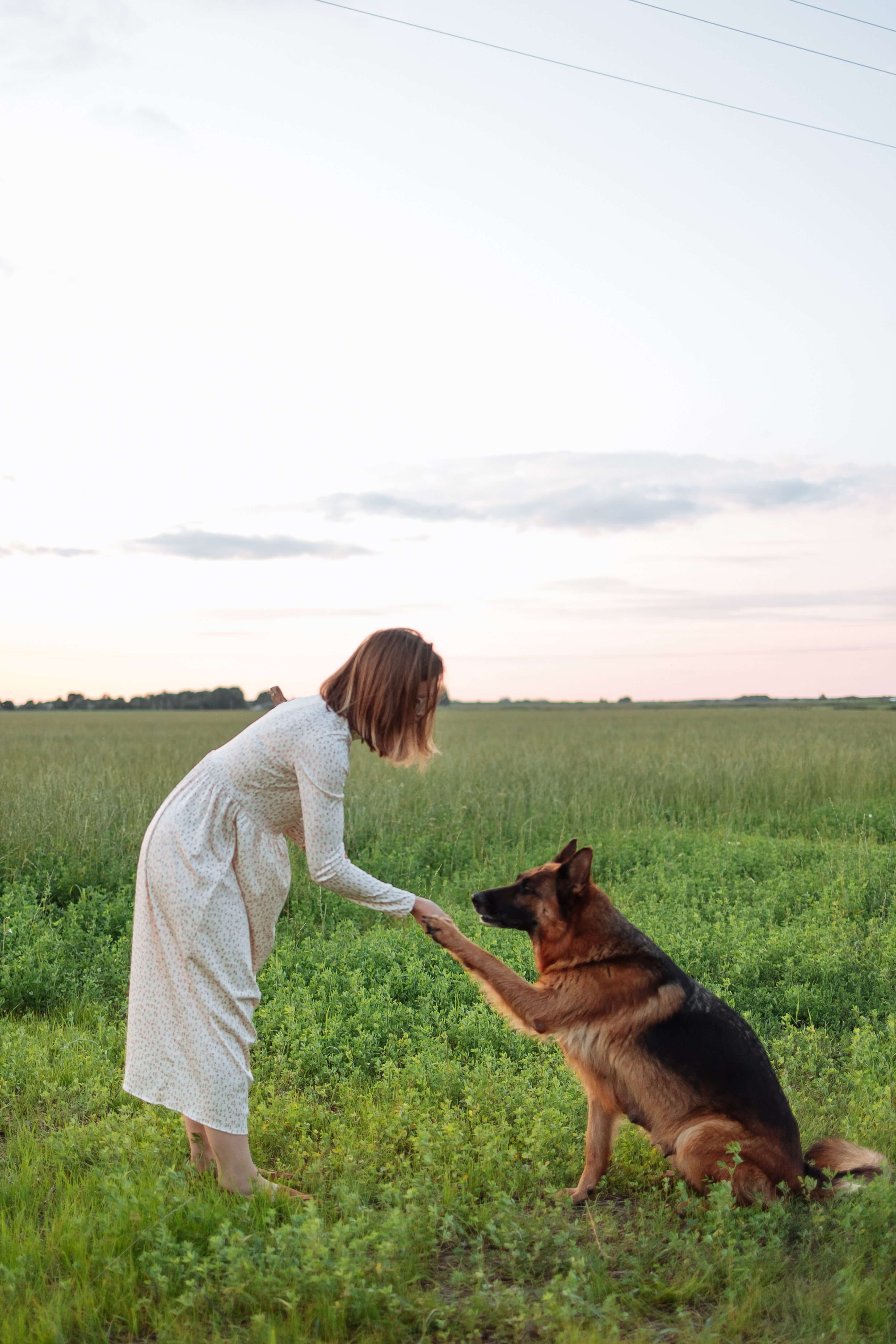 State farm dog policy