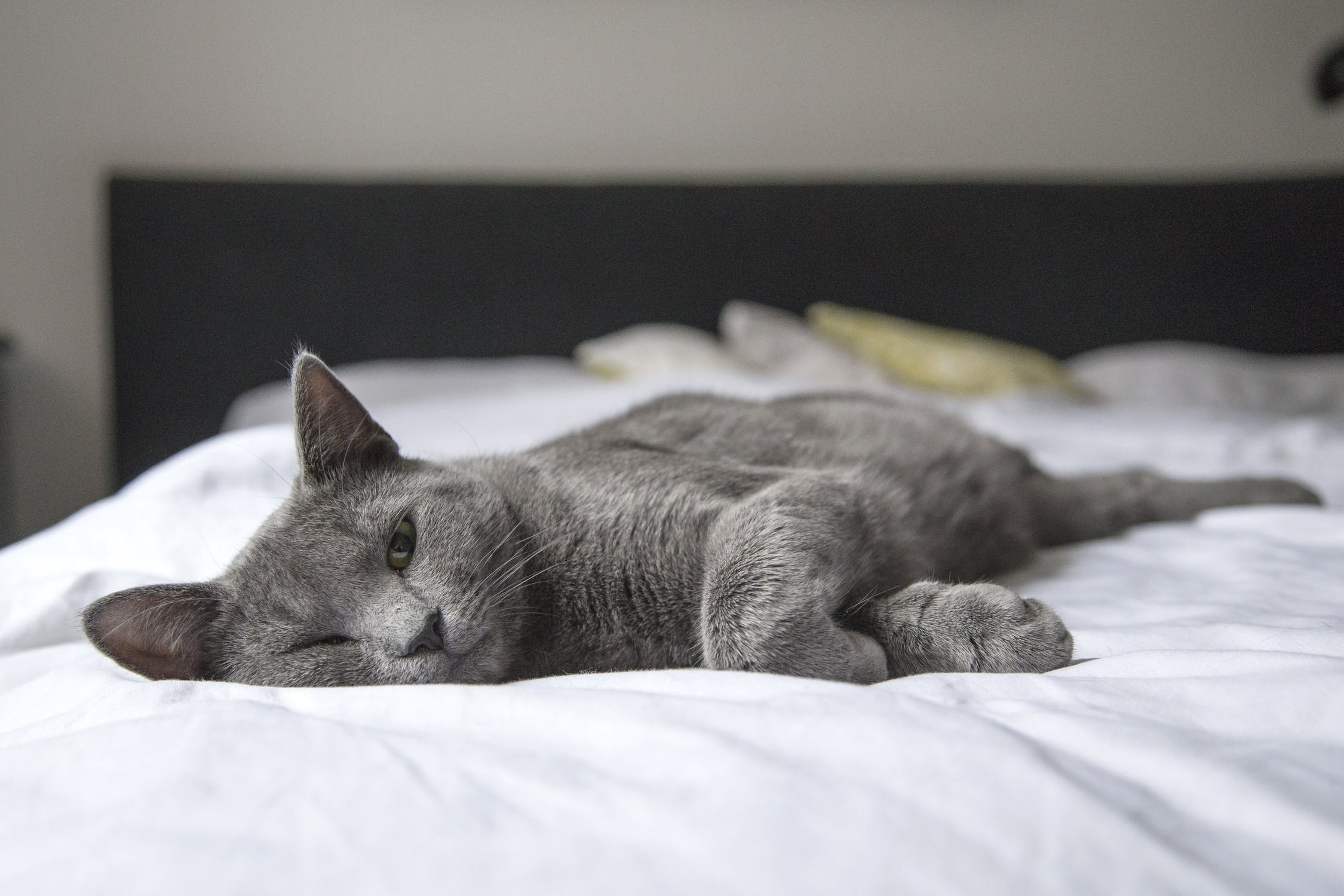 home remedies for cat uti