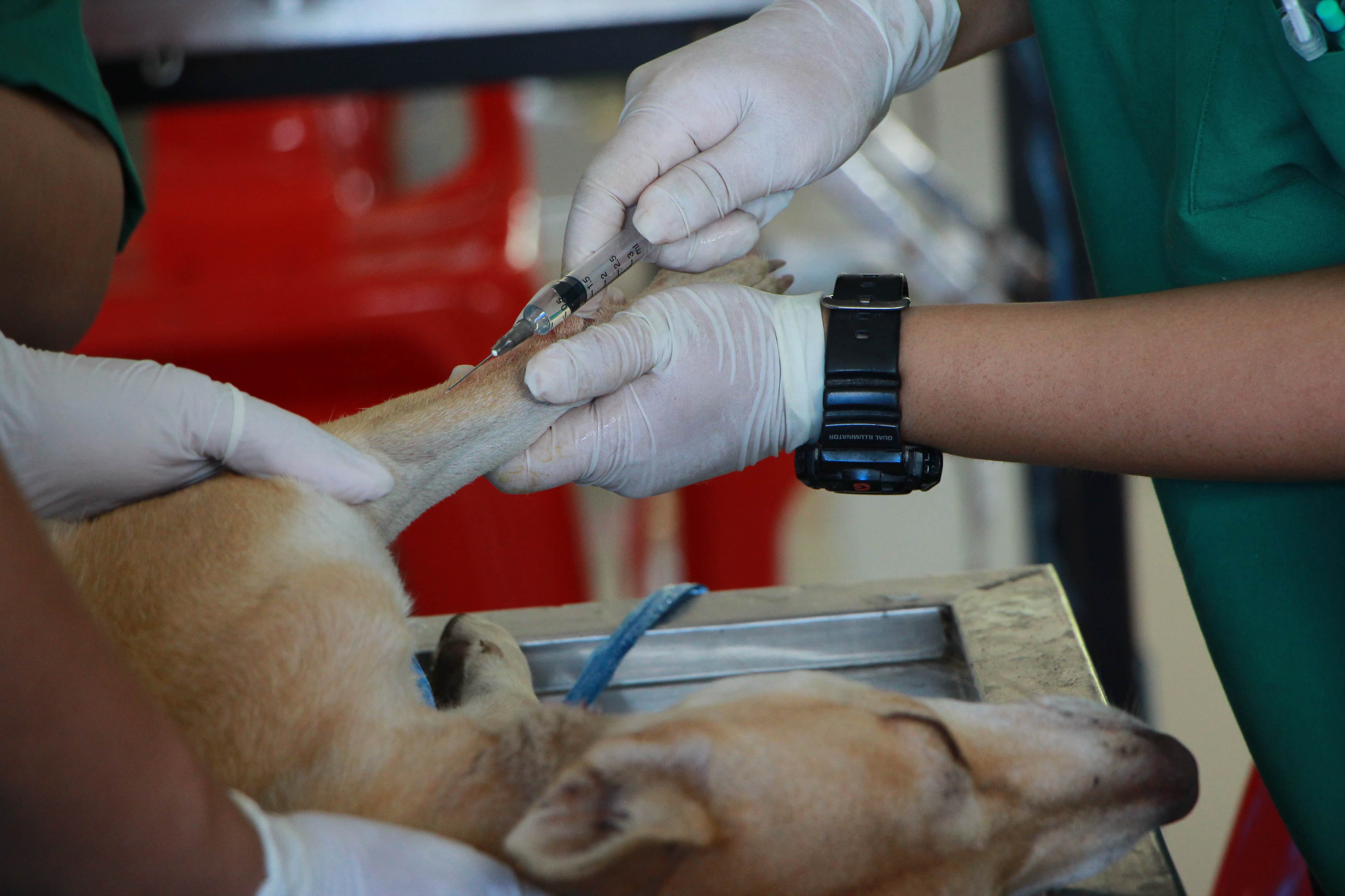 hands of healthcare givers holding a sleeping dog's leg and giving it a shot