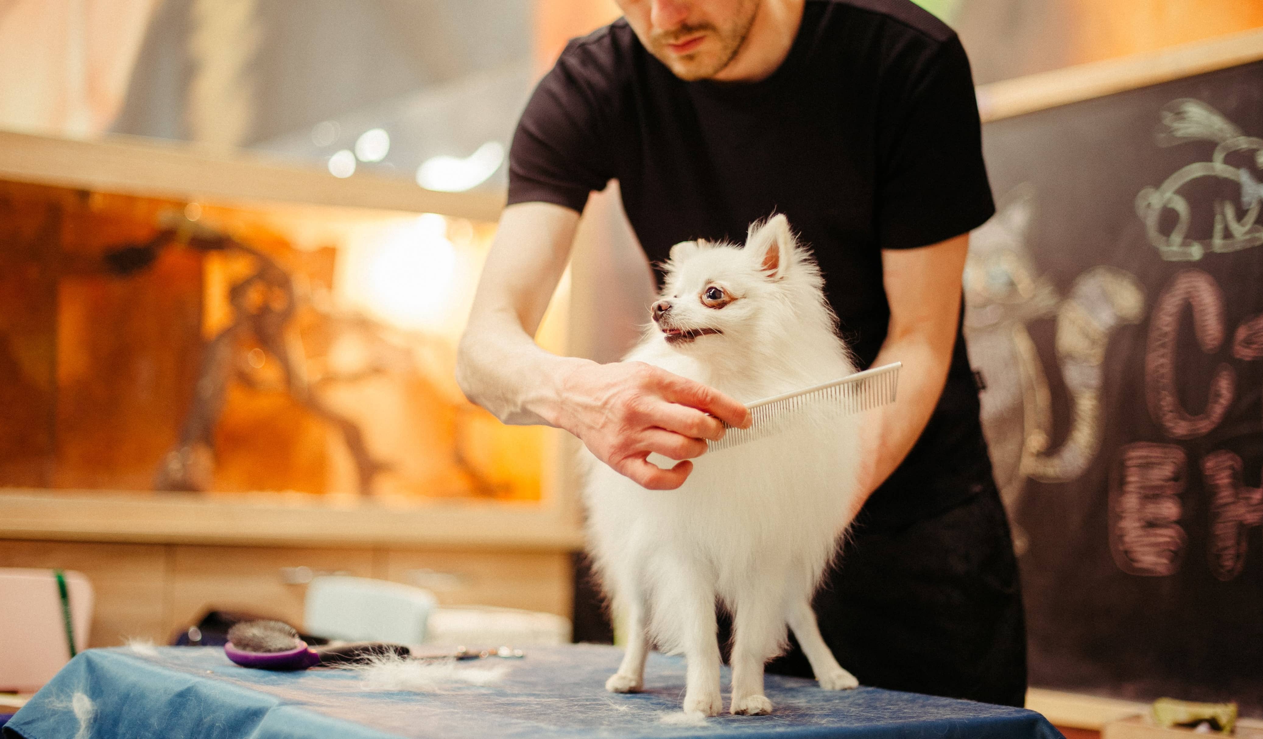 a guy grooming a white dog