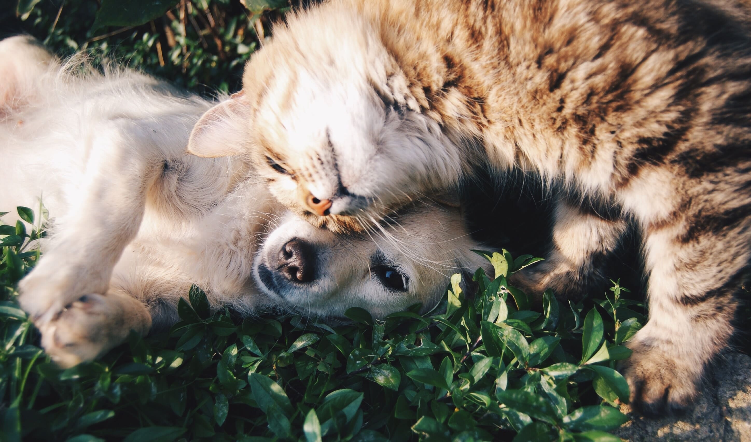 a cat and a dog laying happily in a grassy field