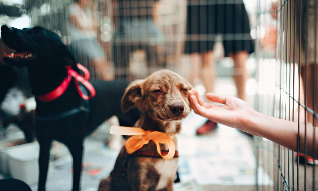 Animal Health Care Associates The Best 11 Services