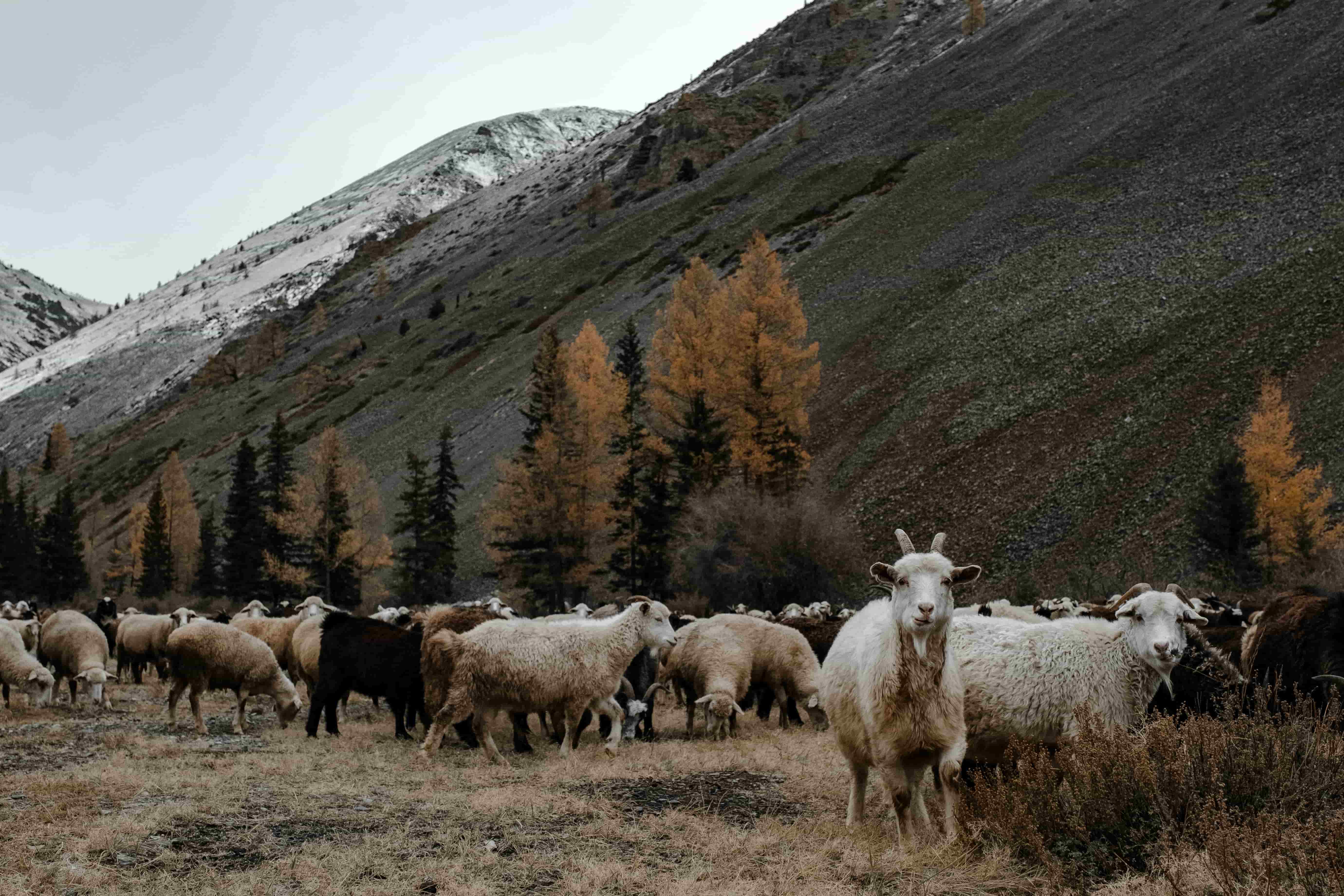 numerous sheep in a field