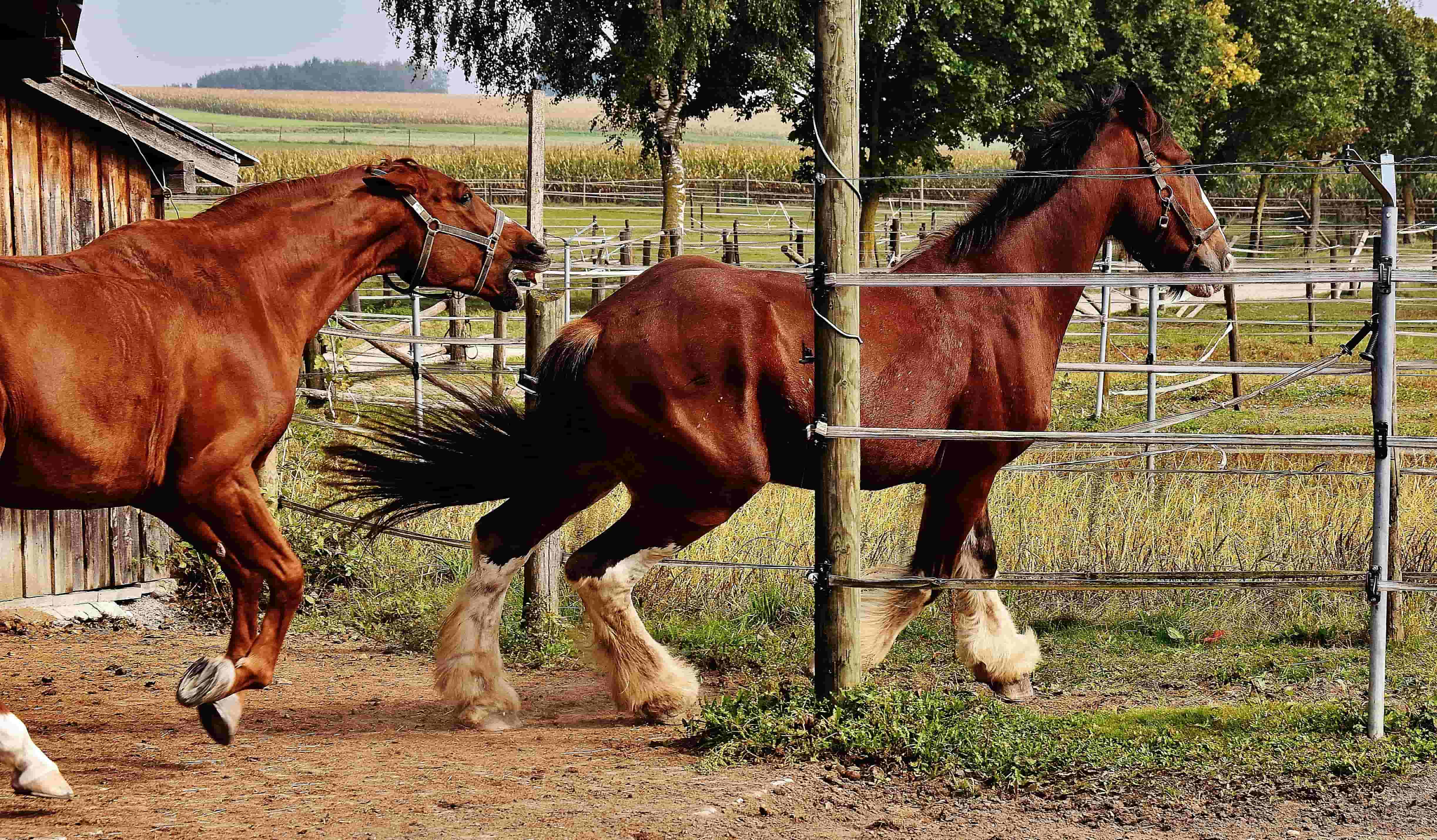two horses running in between fences