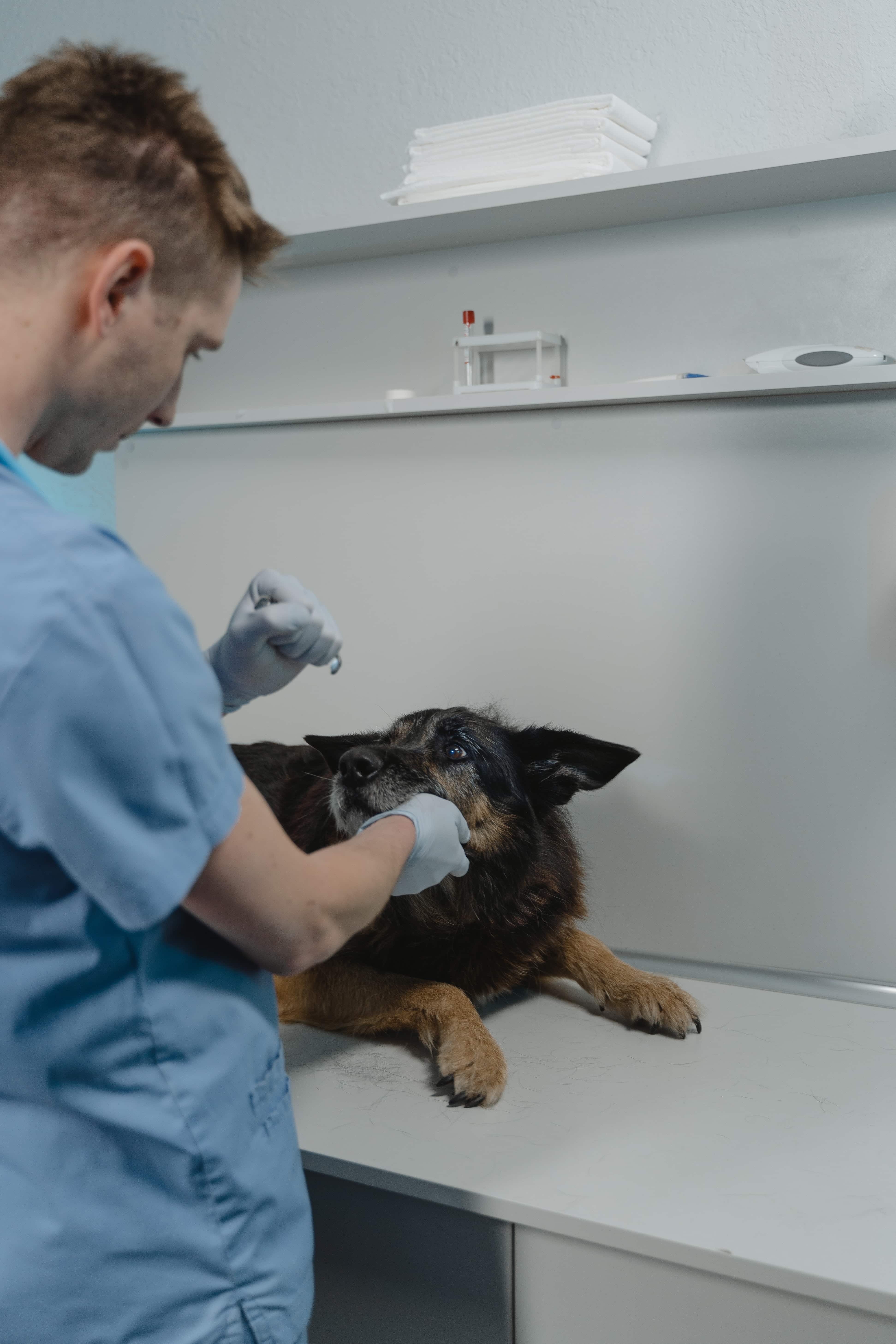 a vet in a clinic checking a dog