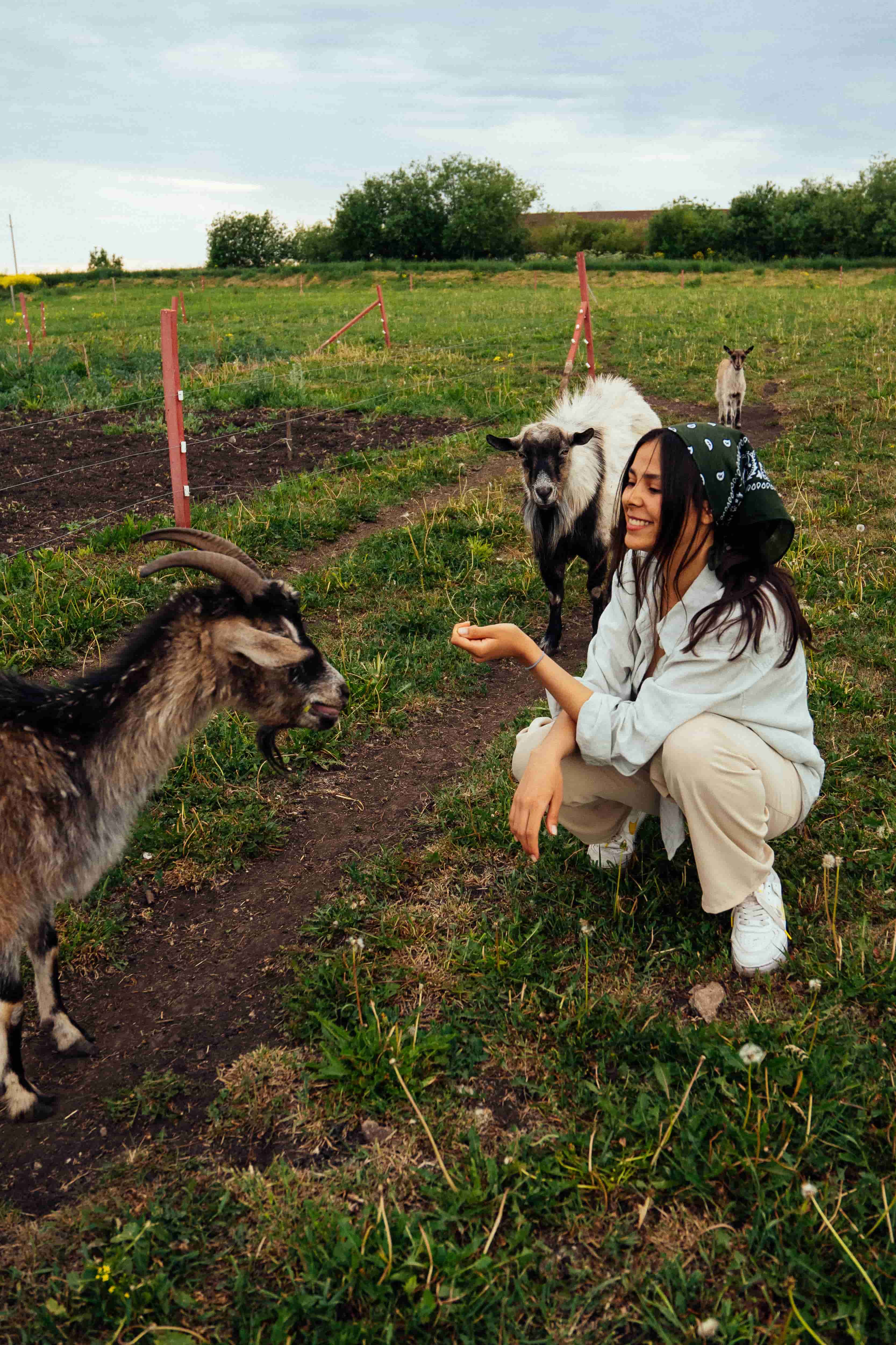 a girl in a field playing with a goat and a sheep