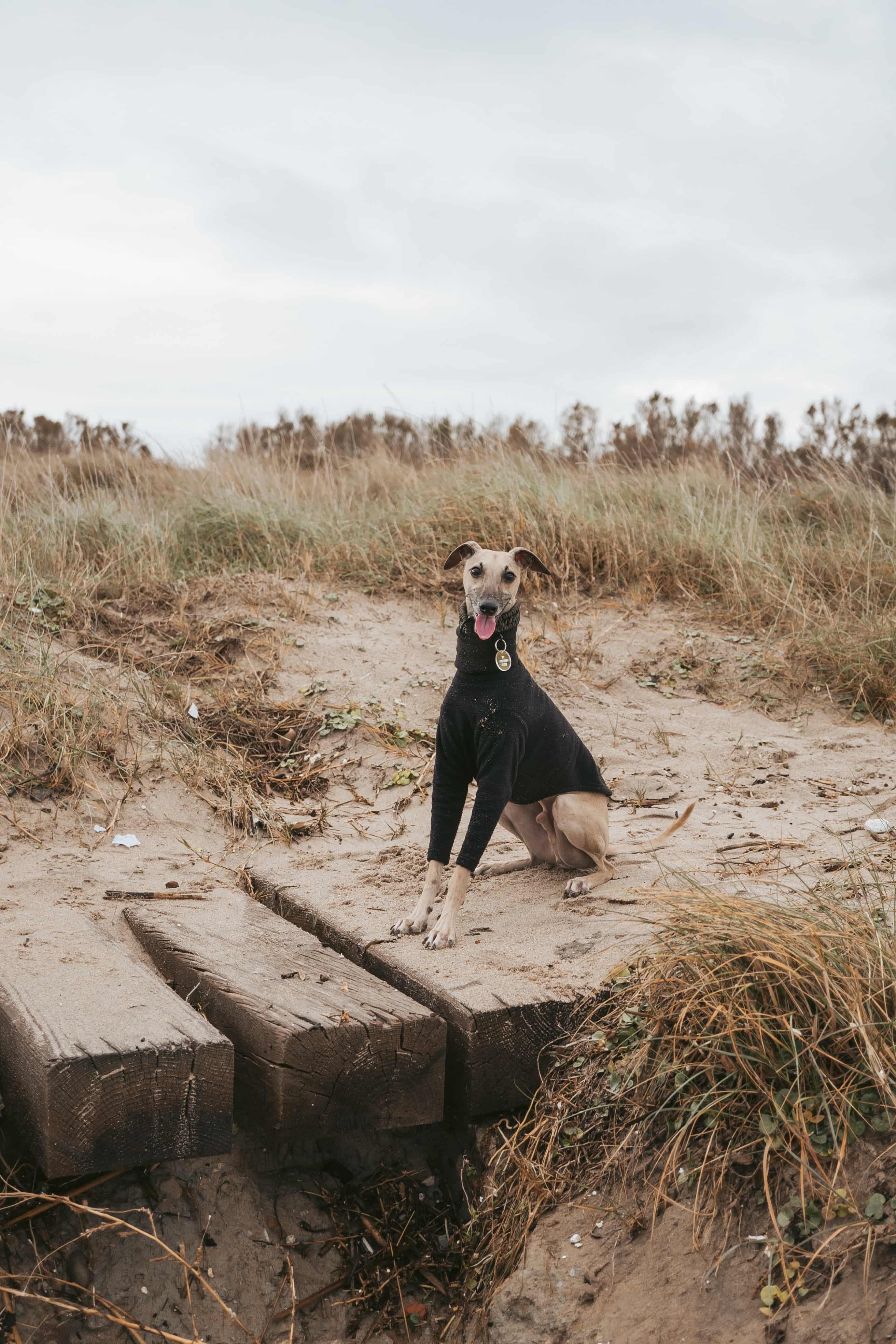 a greyhound in an open field wearing a sweater and looking happy