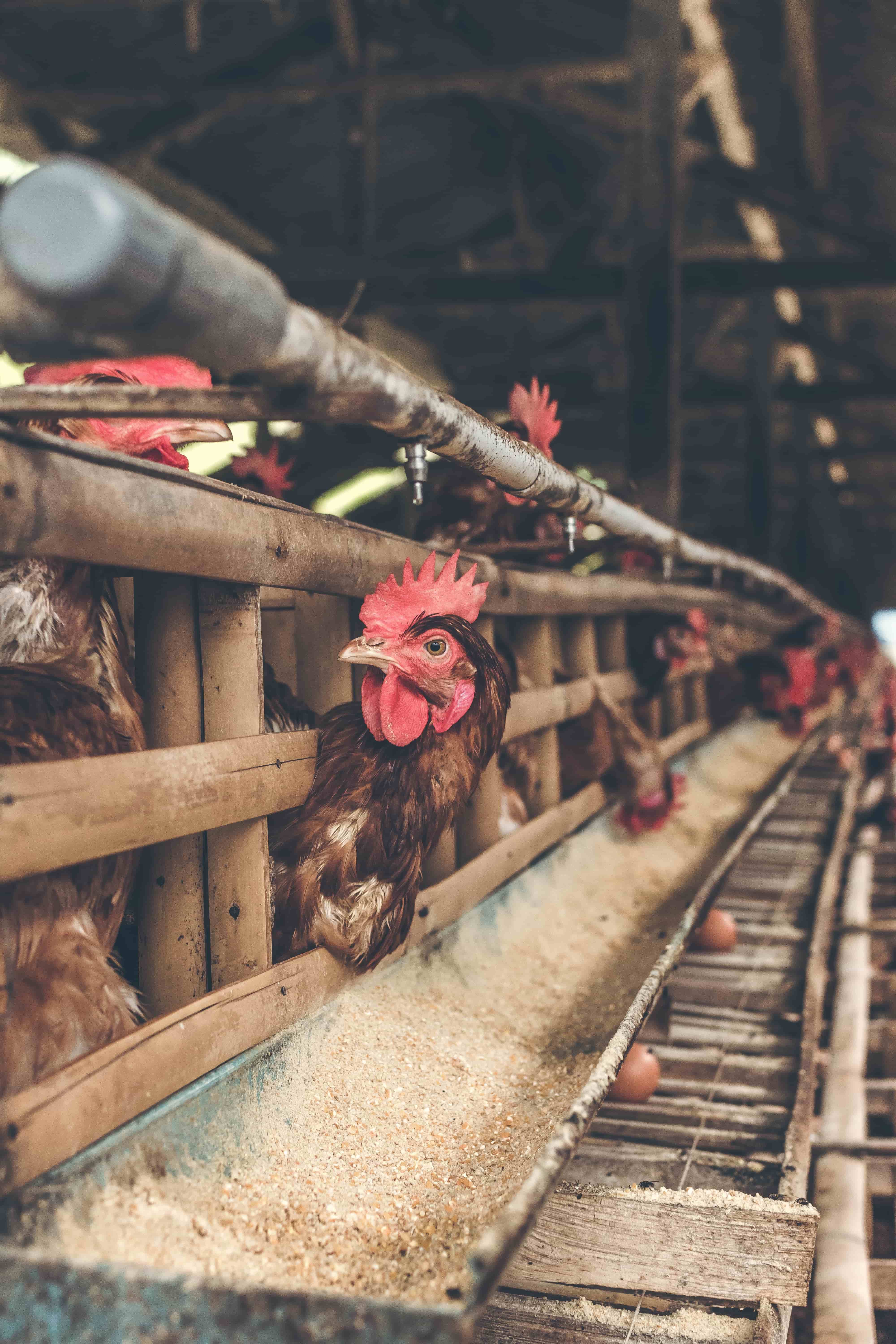 a group of hens in a cage and their eggs are being collected