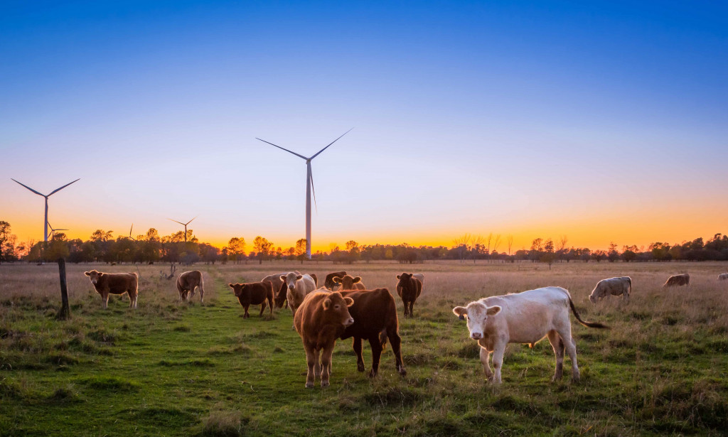 Top 10 International Animal Health Products Unique Services