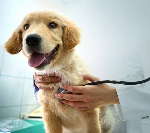 veterinary pet insurance vpi