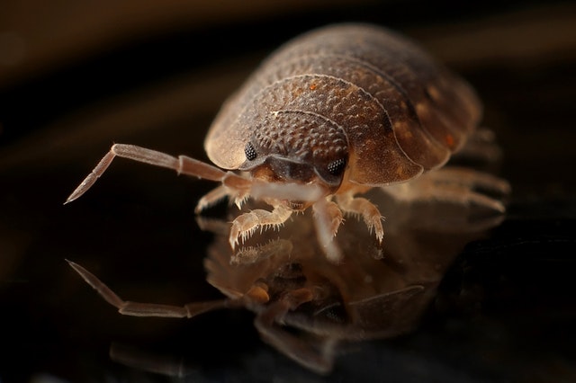 Home remedies to get rid of bed bugs