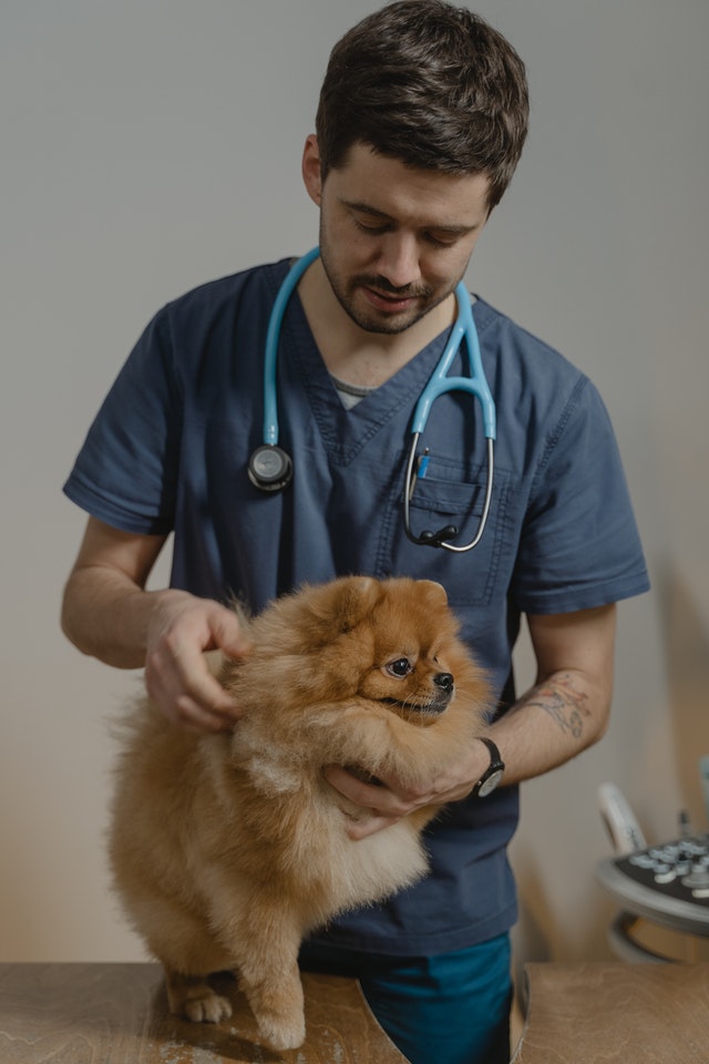 Wolf Rock Animal Health Center