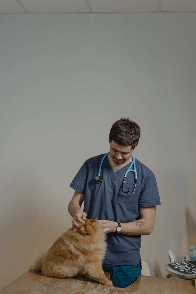 community veterinary clinics