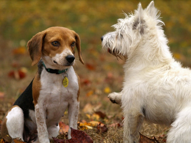 garver's animal health center