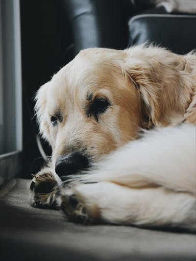 blood in dog urine home remedies