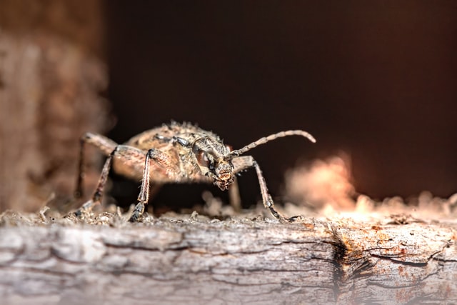 how-do-you-stop-bed-bugs-from-biting-you-naturally