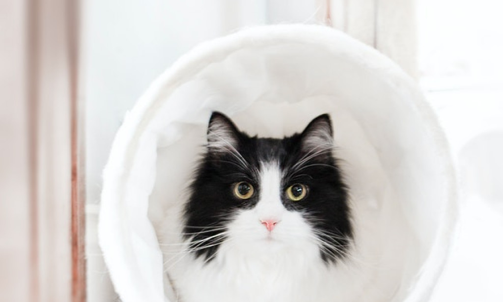 Home Remedies for Cat Vomiting Blood Easy Home Treatments