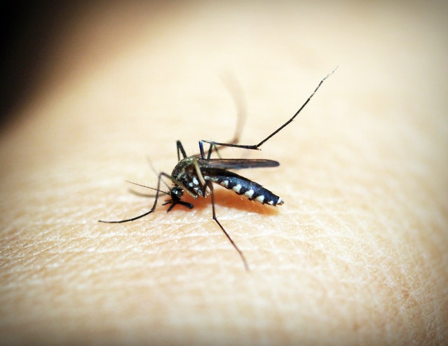 bed bug bites skin home remedies